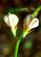  Flower Pair